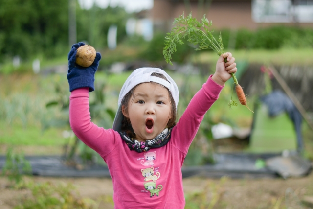 畑で収穫する子ども