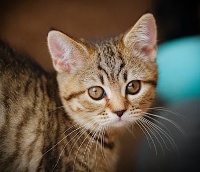 かわいい子猫
